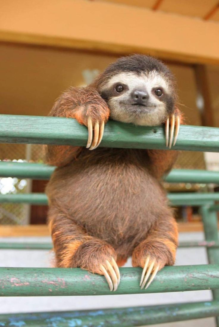 cute sloth wallpapers 0041