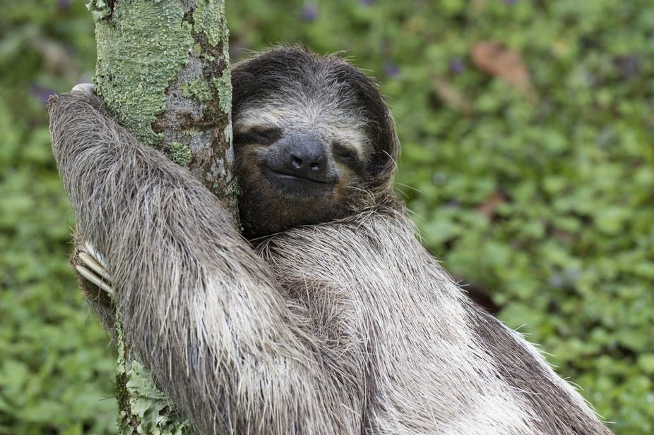 cute sloth wallpapers 0065