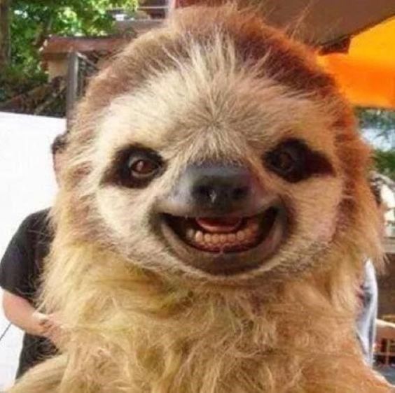 cute sloth wallpapers 0069