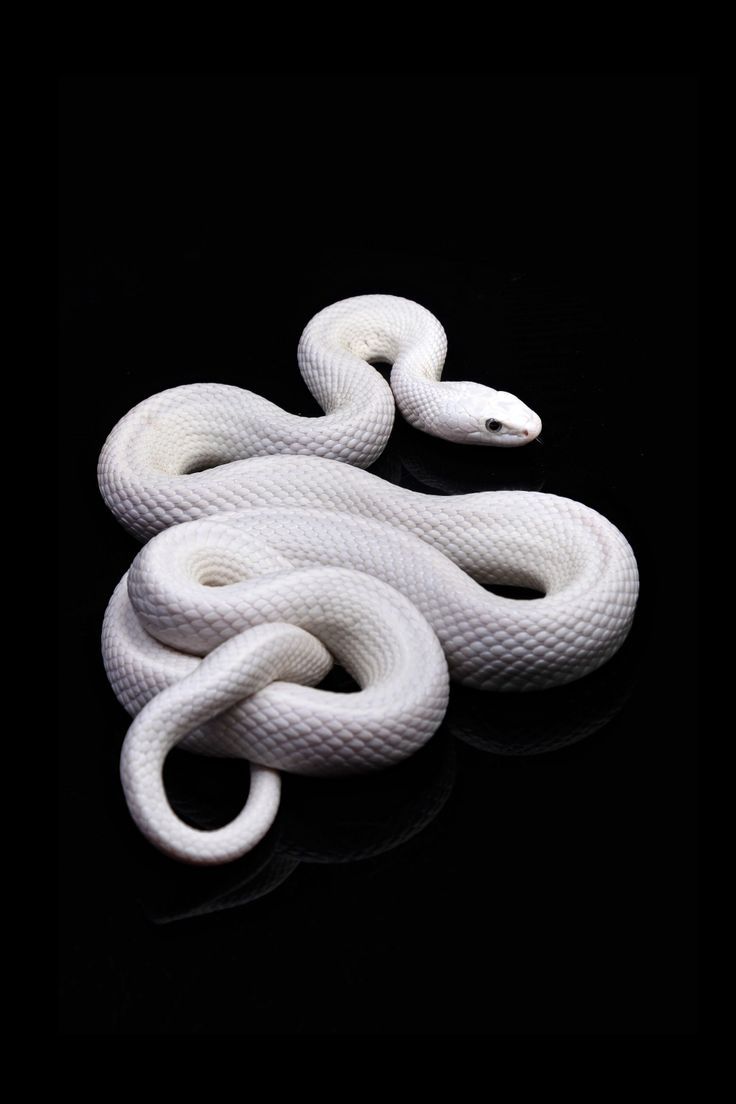 cute snake wallpapers 0017