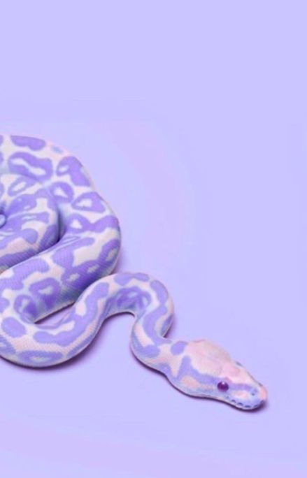 cute snake wallpapers 0020