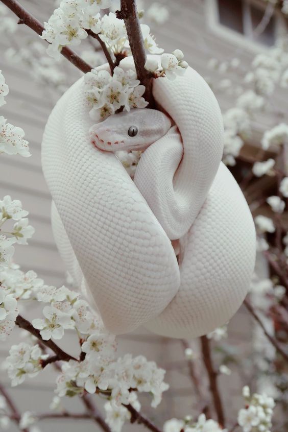 cute snake wallpapers 0023