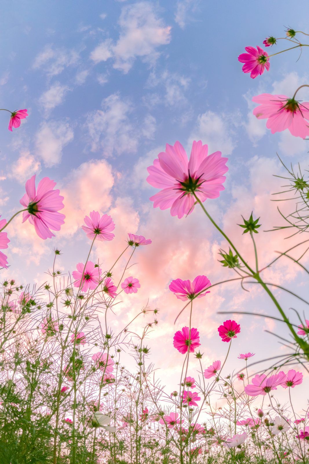 cute spring wallpapers 0056