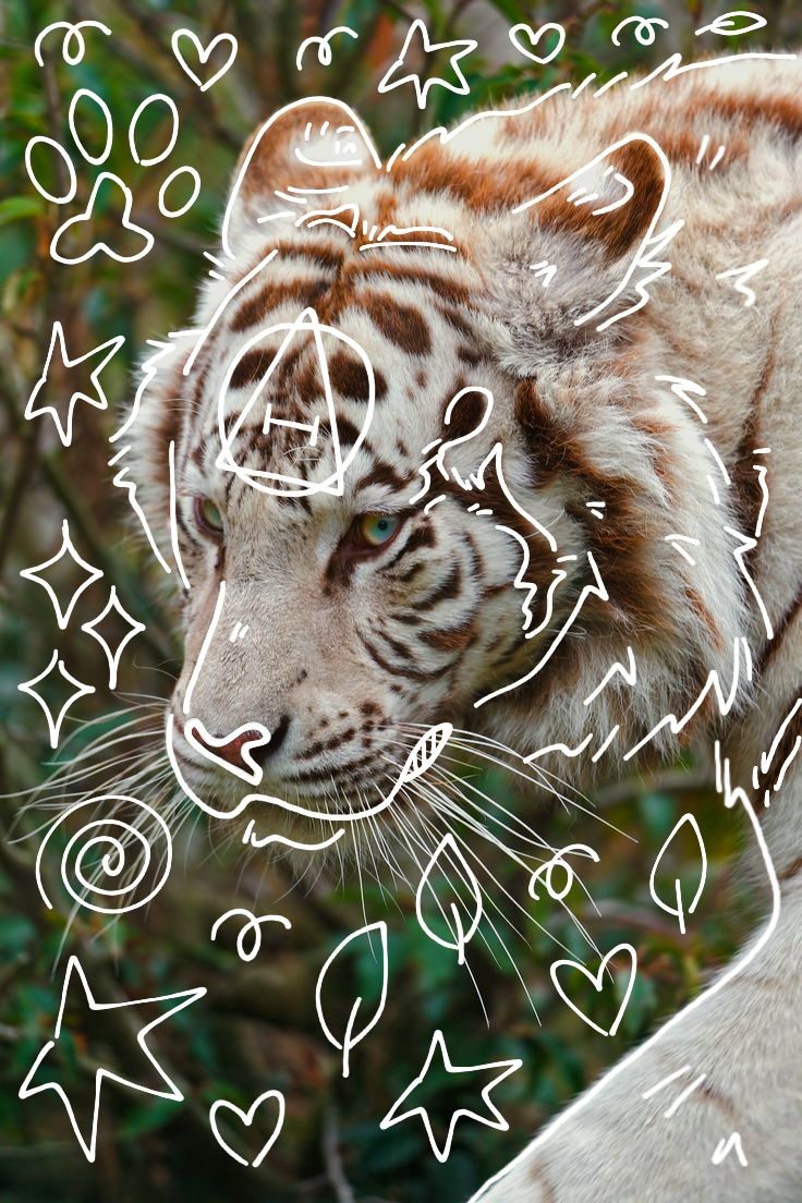 cute tiger wallpapers 0024