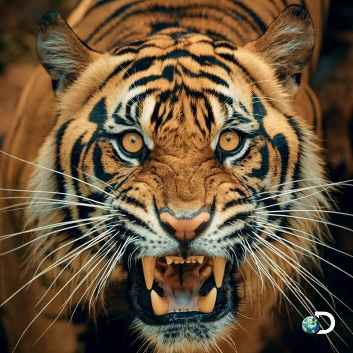 cute tiger wallpapers 0030