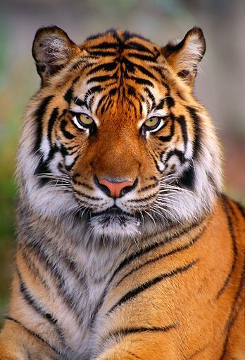 cute tiger wallpapers 0069