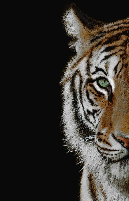 cute tiger wallpapers 0081