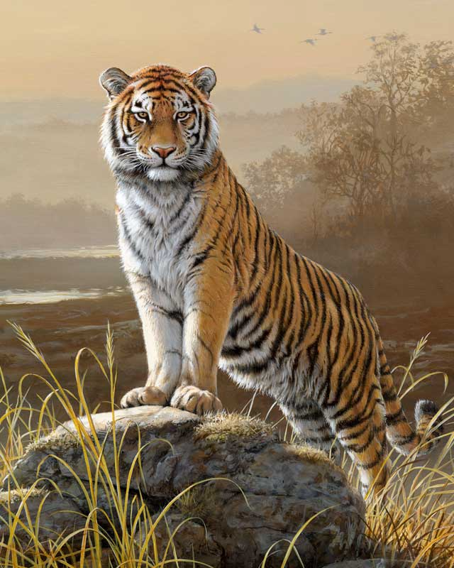 cute tiger wallpapers 0085