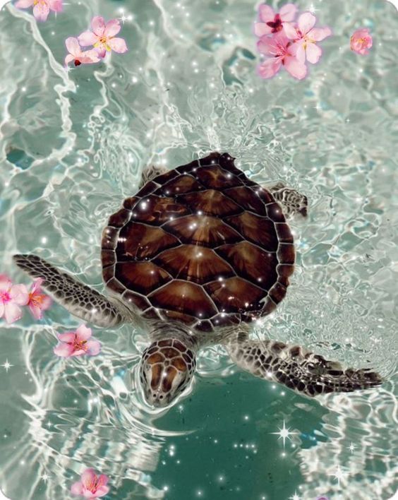 cute turtle wallpapers 0012