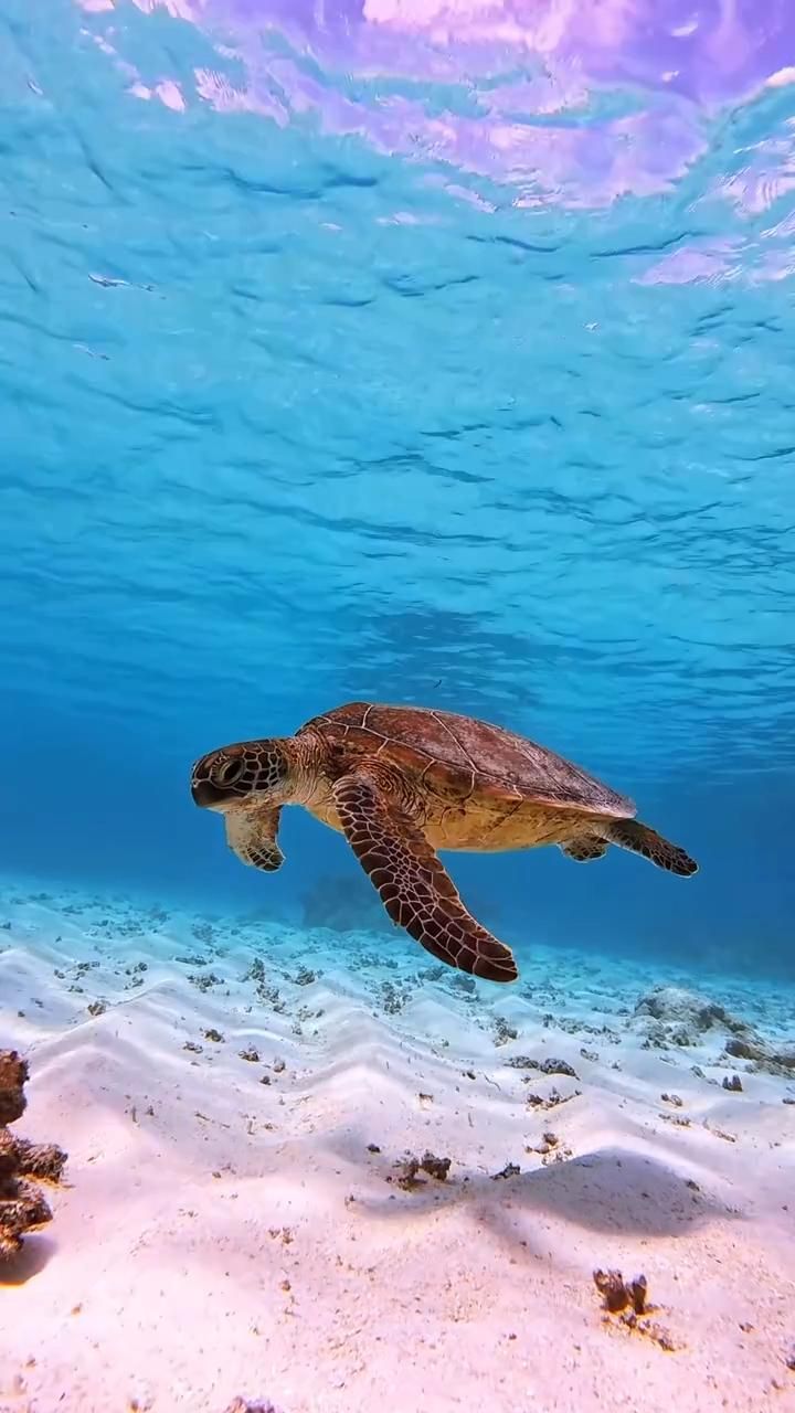 cute turtle wallpapers 0023