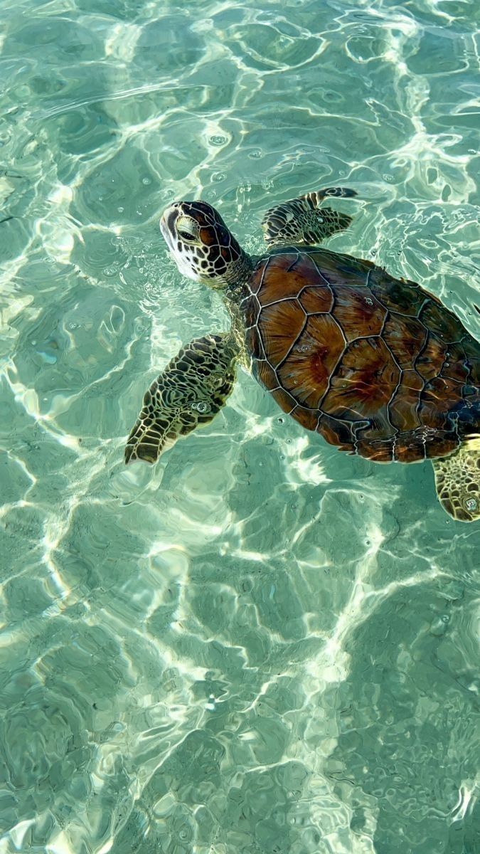 cute turtle wallpapers 0024