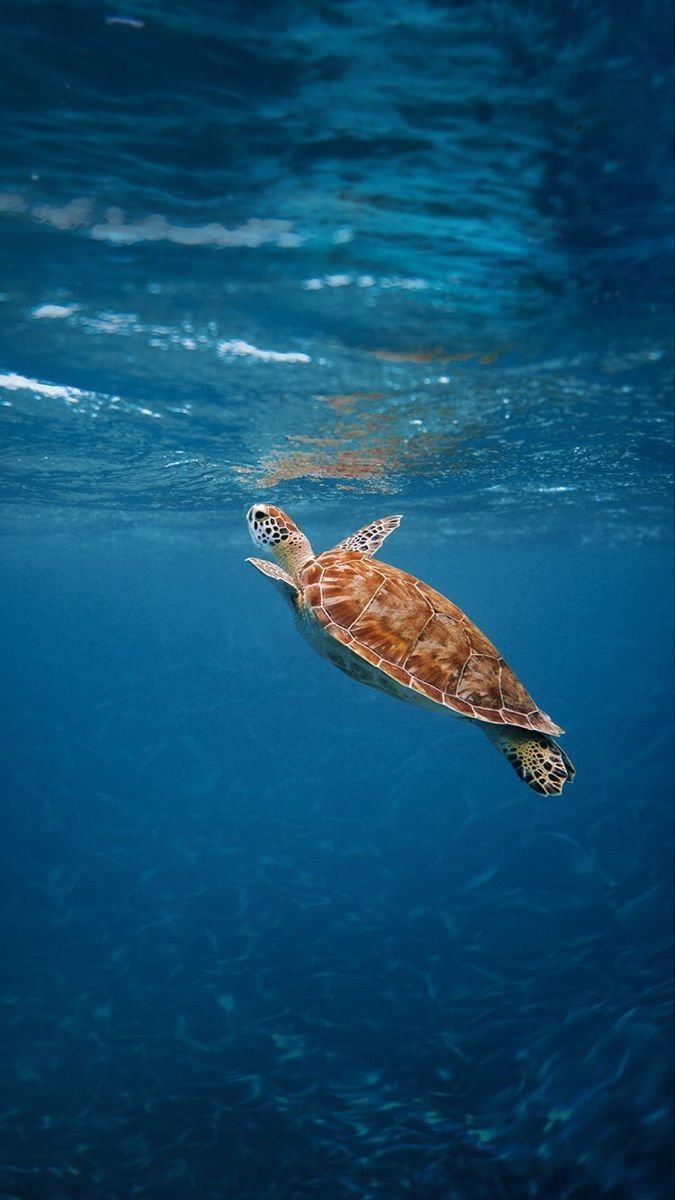 cute turtle wallpapers 0028