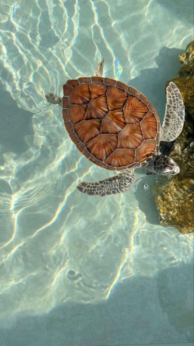 cute turtle wallpapers 0047