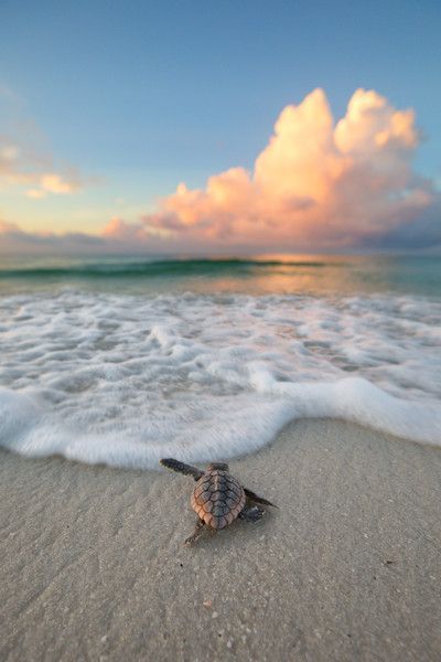 cute turtle wallpapers 0076