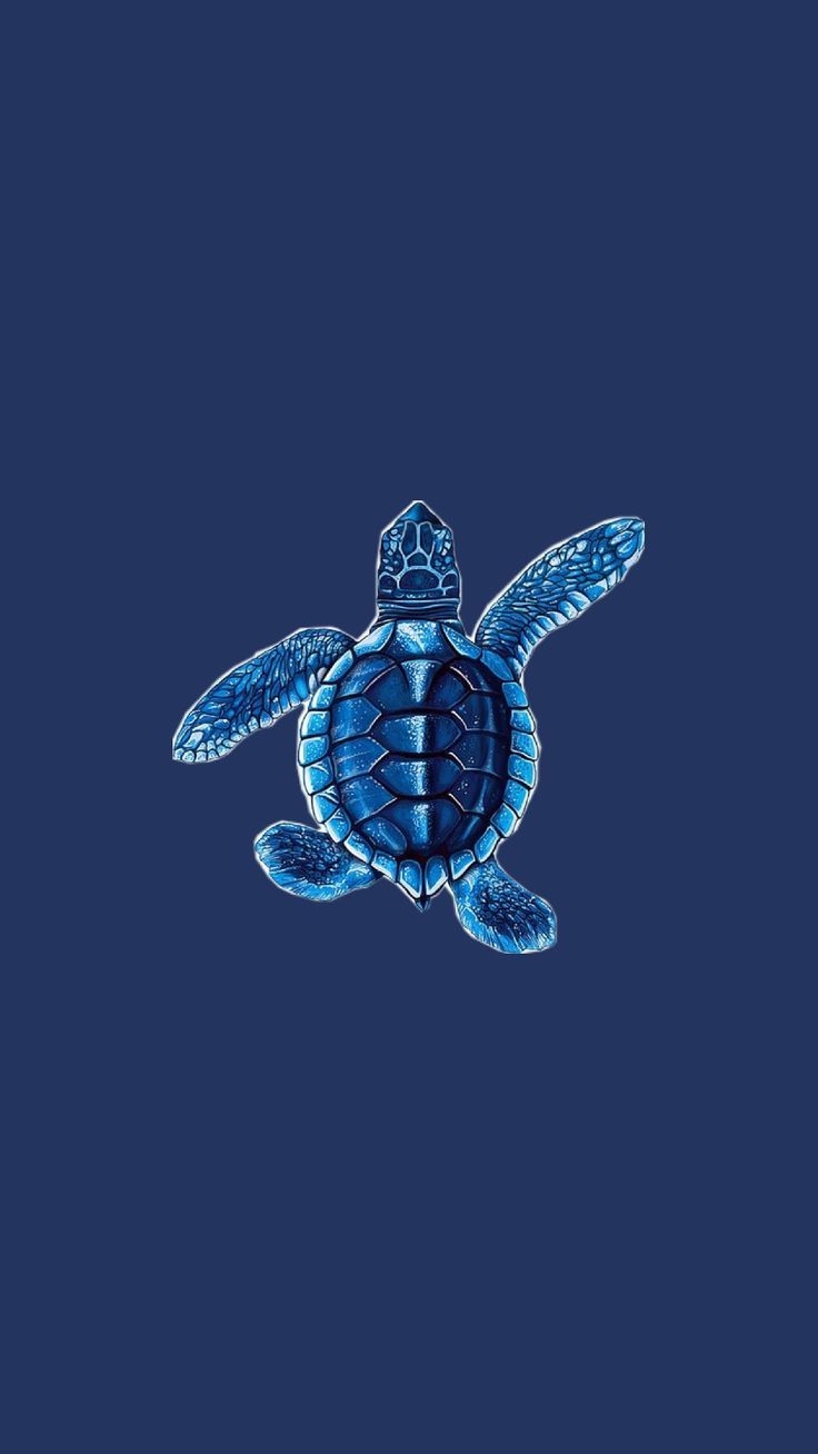 cute turtle wallpapers 0078