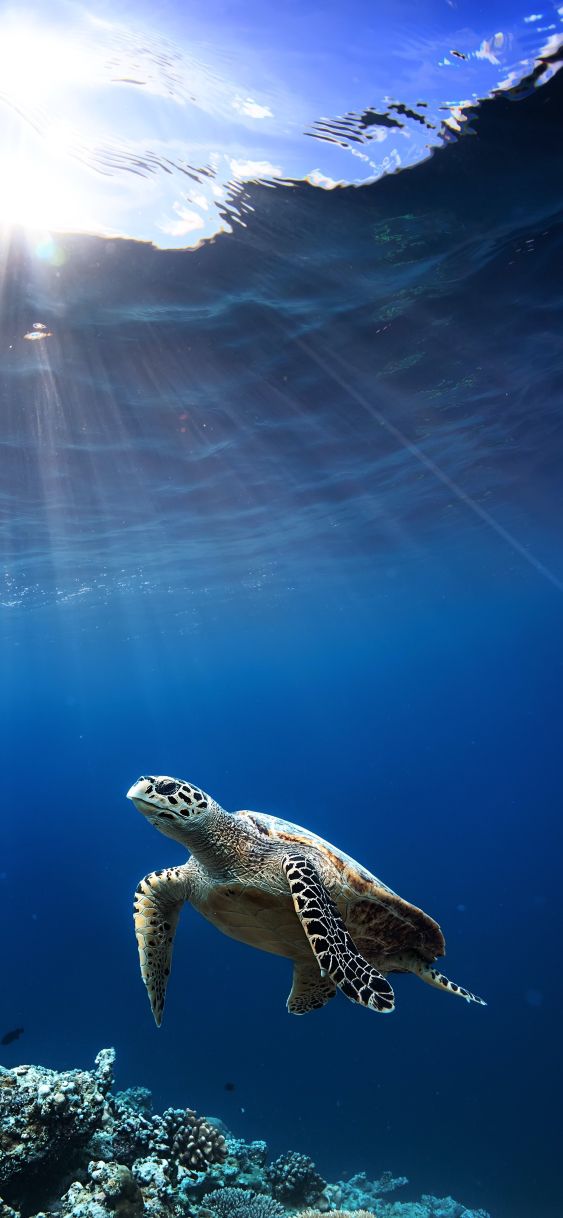 cute turtle wallpapers 0083