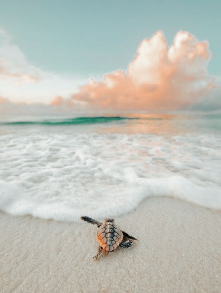 cute turtle wallpapers 0084