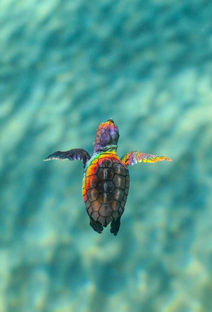 cute turtle wallpapers 0088