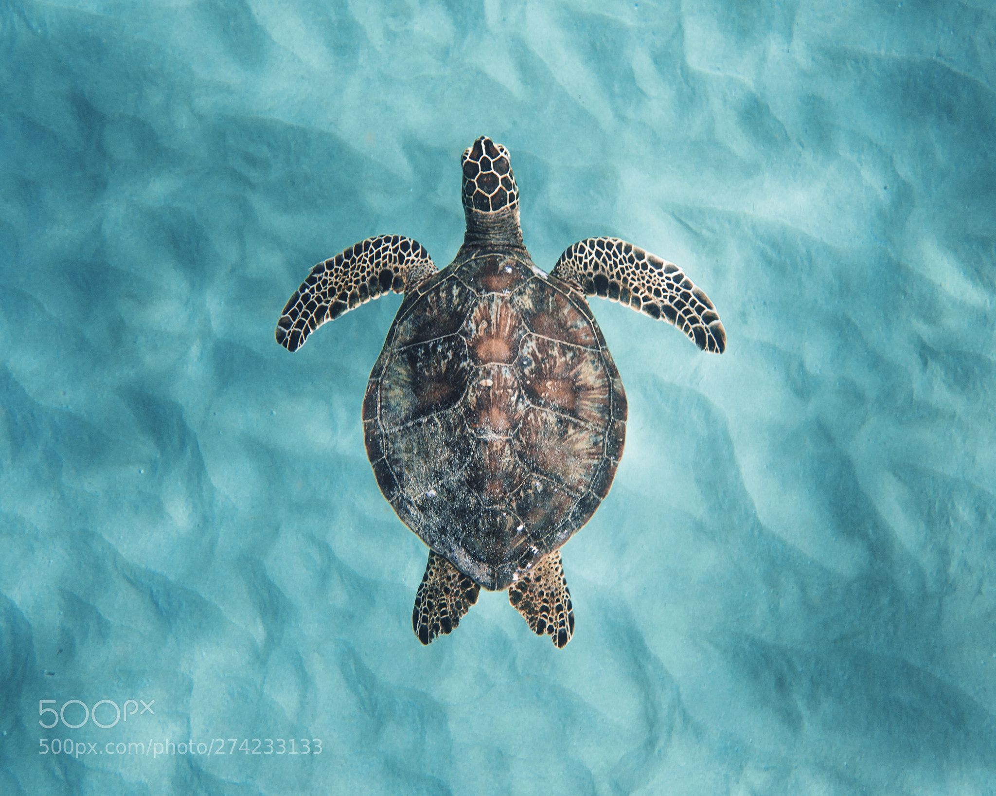 cute turtle wallpapers 0096