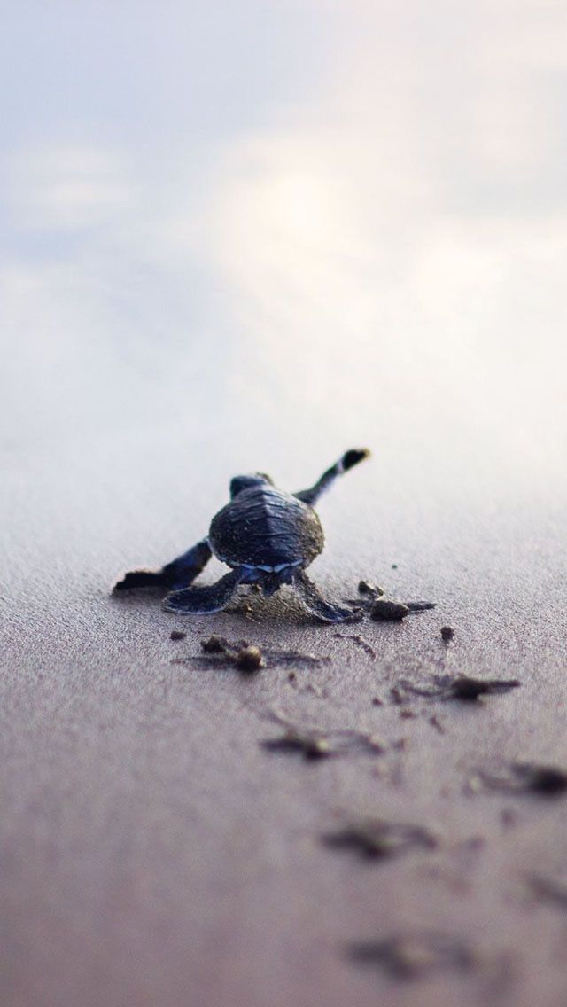 cute turtle wallpapers 0098