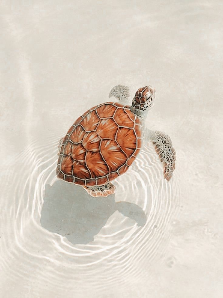 cute turtle wallpapers 0099