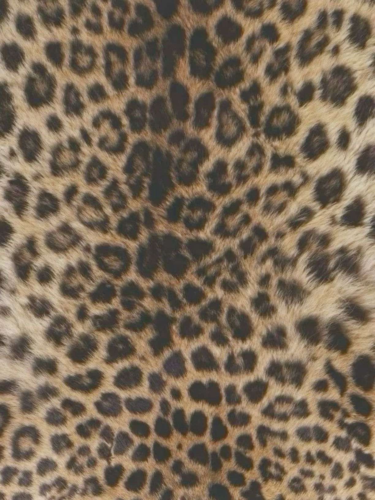 cute wallpapers cheetah print 0018