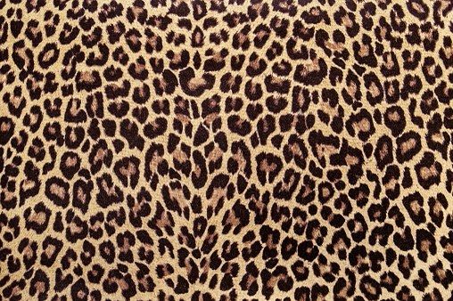 cute wallpapers cheetah print 0038