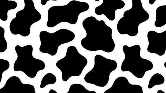 cute wallpapers cow print 0012