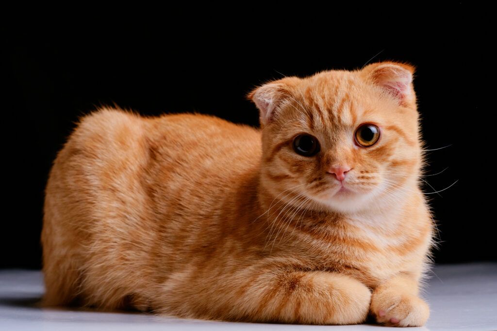 cute wallpapers Mochi Cat wallpaper 0085