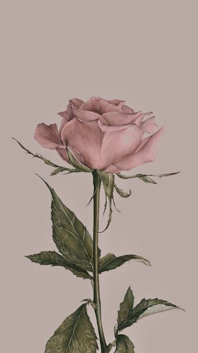 cute wallpapers roses 0011