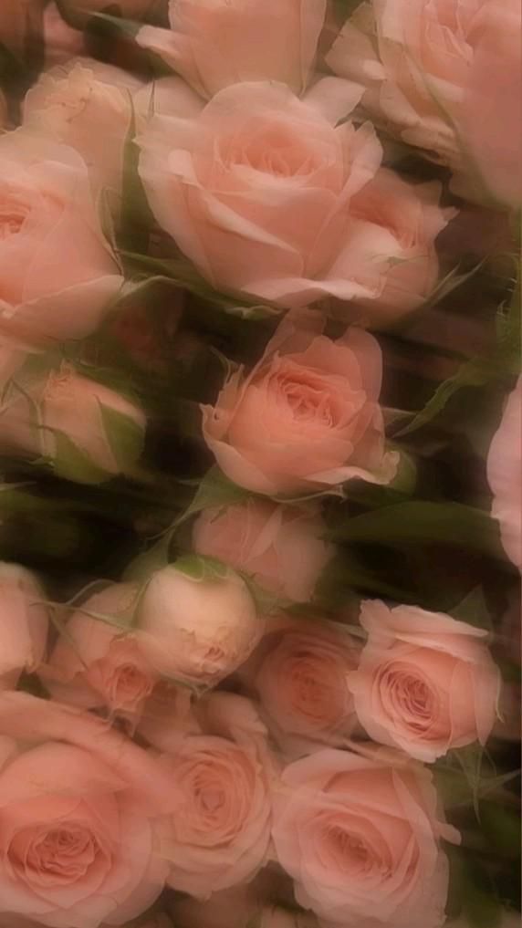 cute wallpapers roses 0016