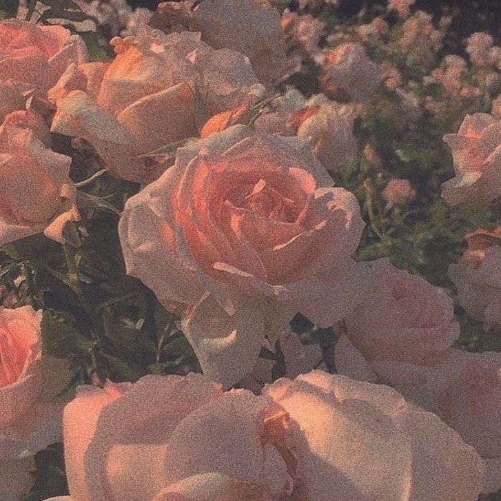 cute wallpapers roses 0021