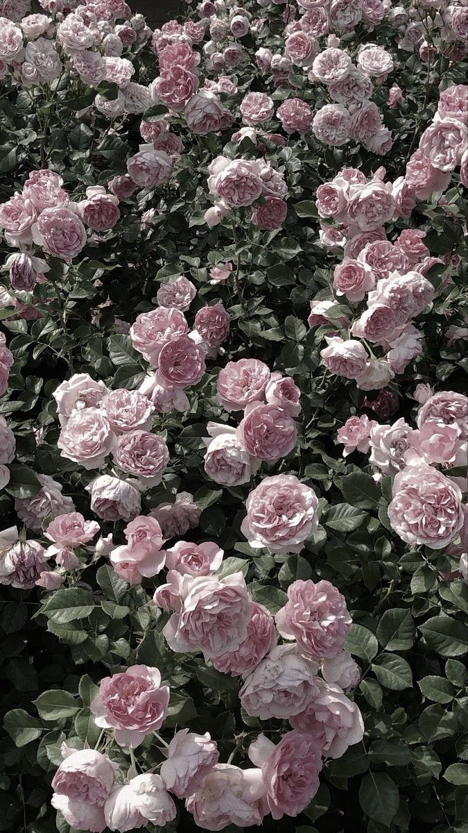 cute wallpapers roses 0060