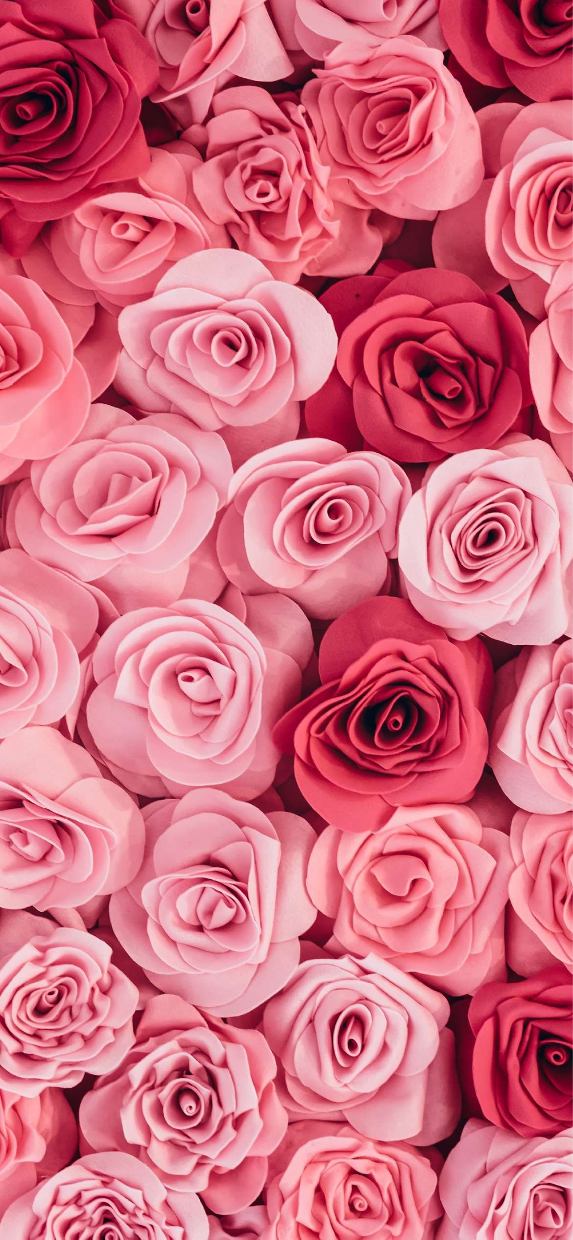 cute wallpapers roses 0069