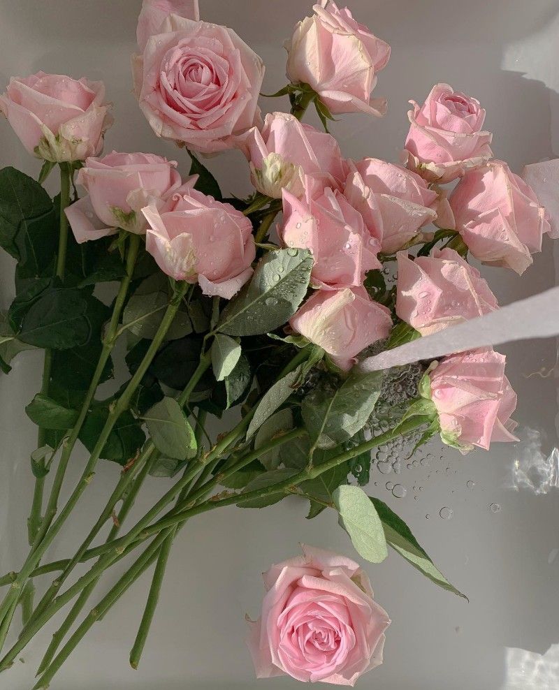 cute wallpapers roses 0071