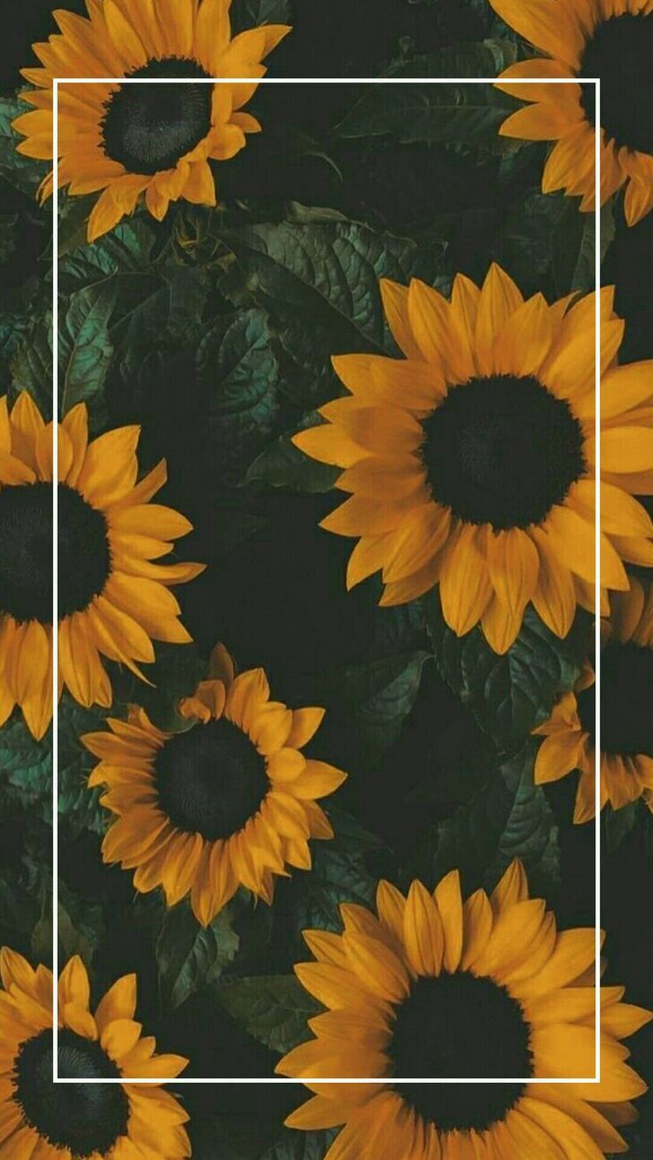 cute wallpapers sunflowers 0009