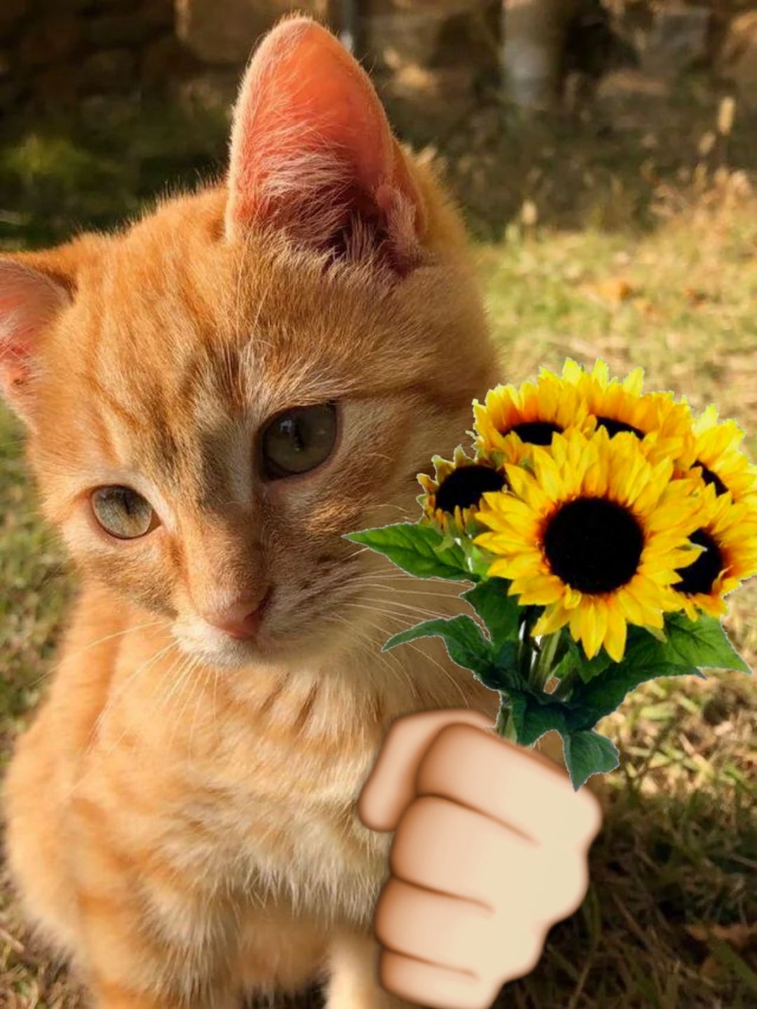 cute wallpapers sunflowers 0010