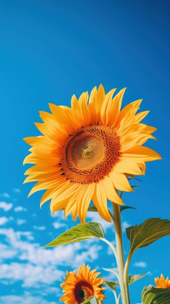 cute wallpapers sunflowers 0011