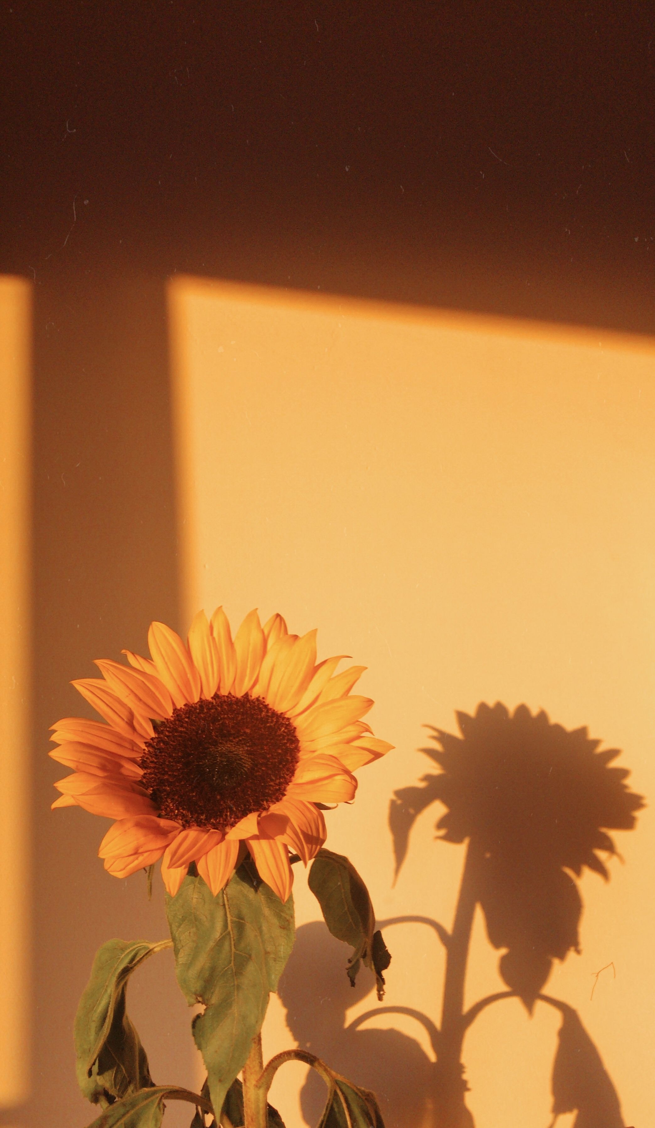 cute wallpapers sunflowers 0015