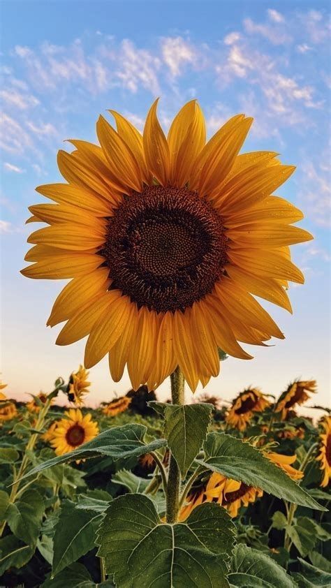 cute wallpapers sunflowers 0017