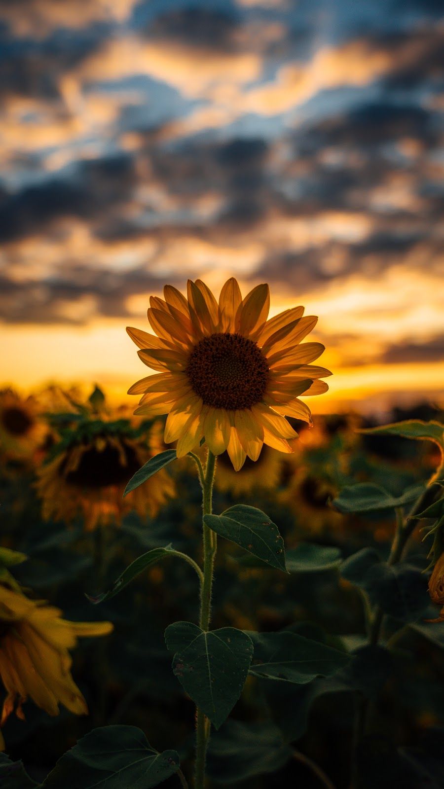 cute wallpapers sunflowers 0018