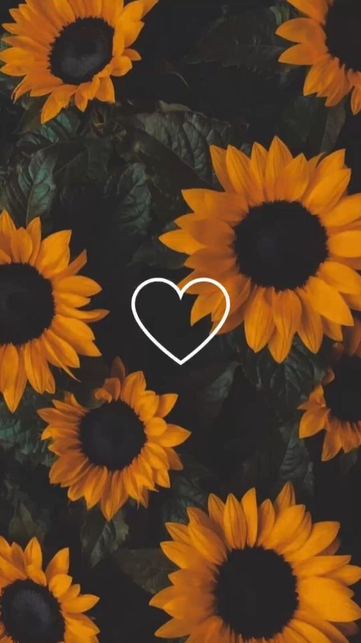 cute wallpapers sunflowers 0020