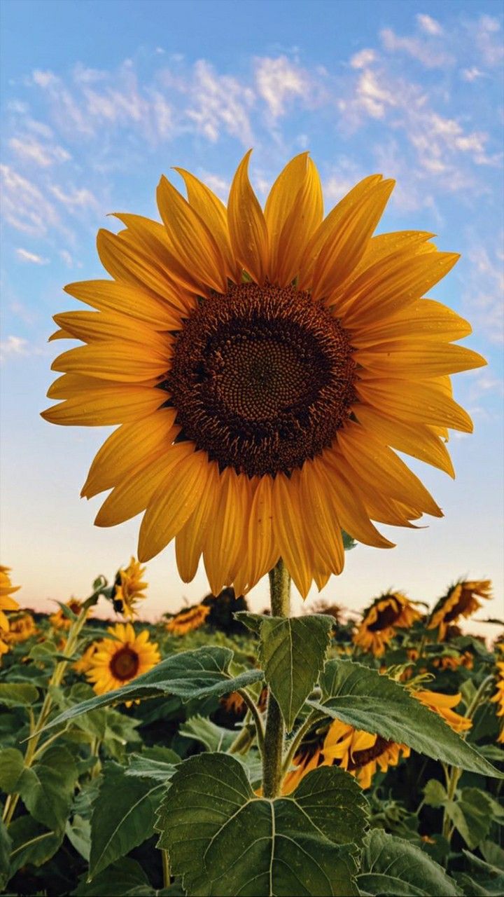 cute wallpapers sunflowers 0026