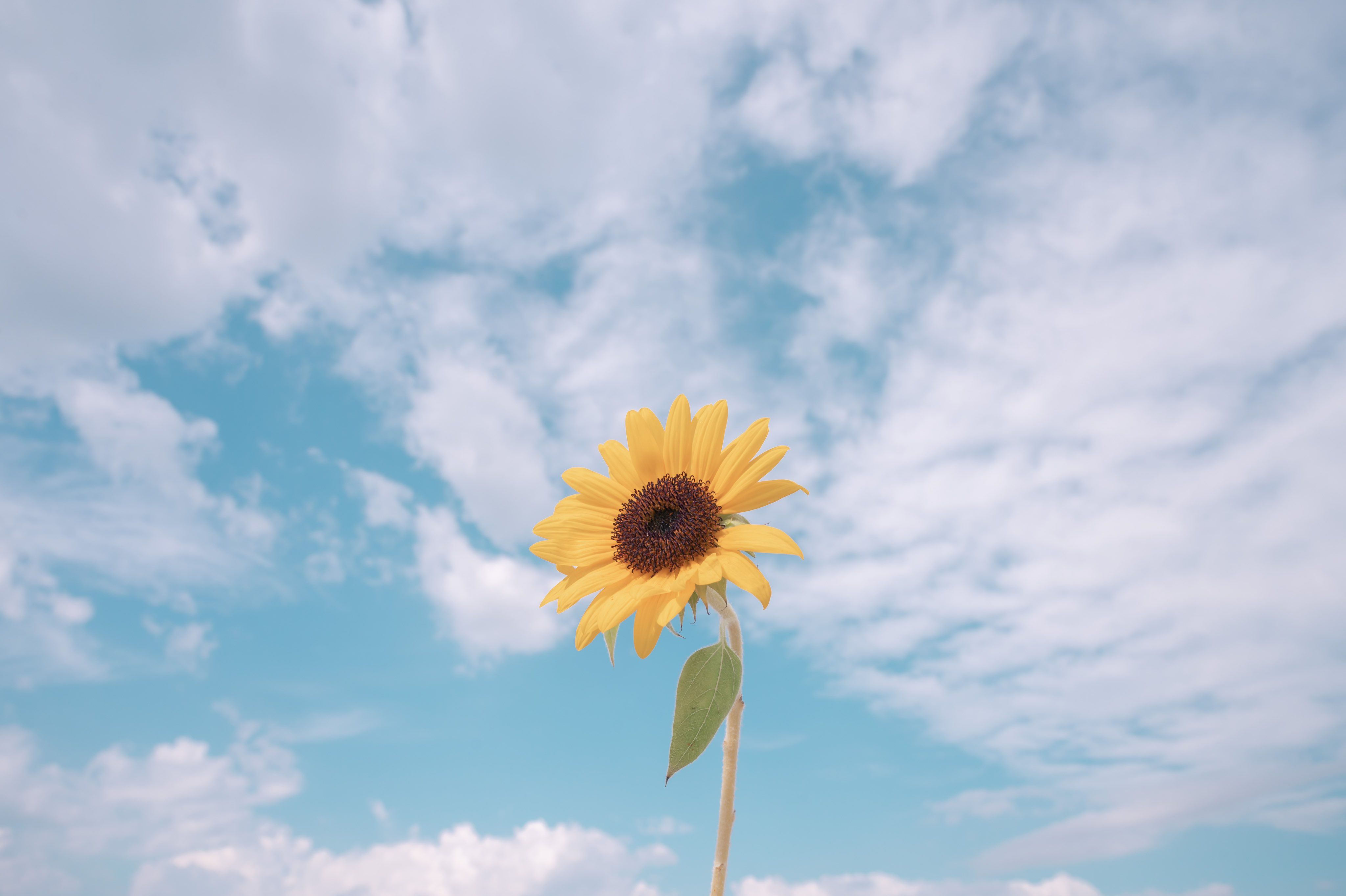 cute wallpapers sunflowers 0049