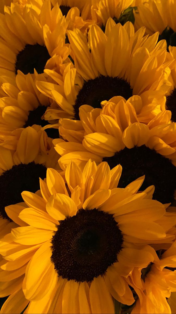 cute wallpapers sunflowers 0050