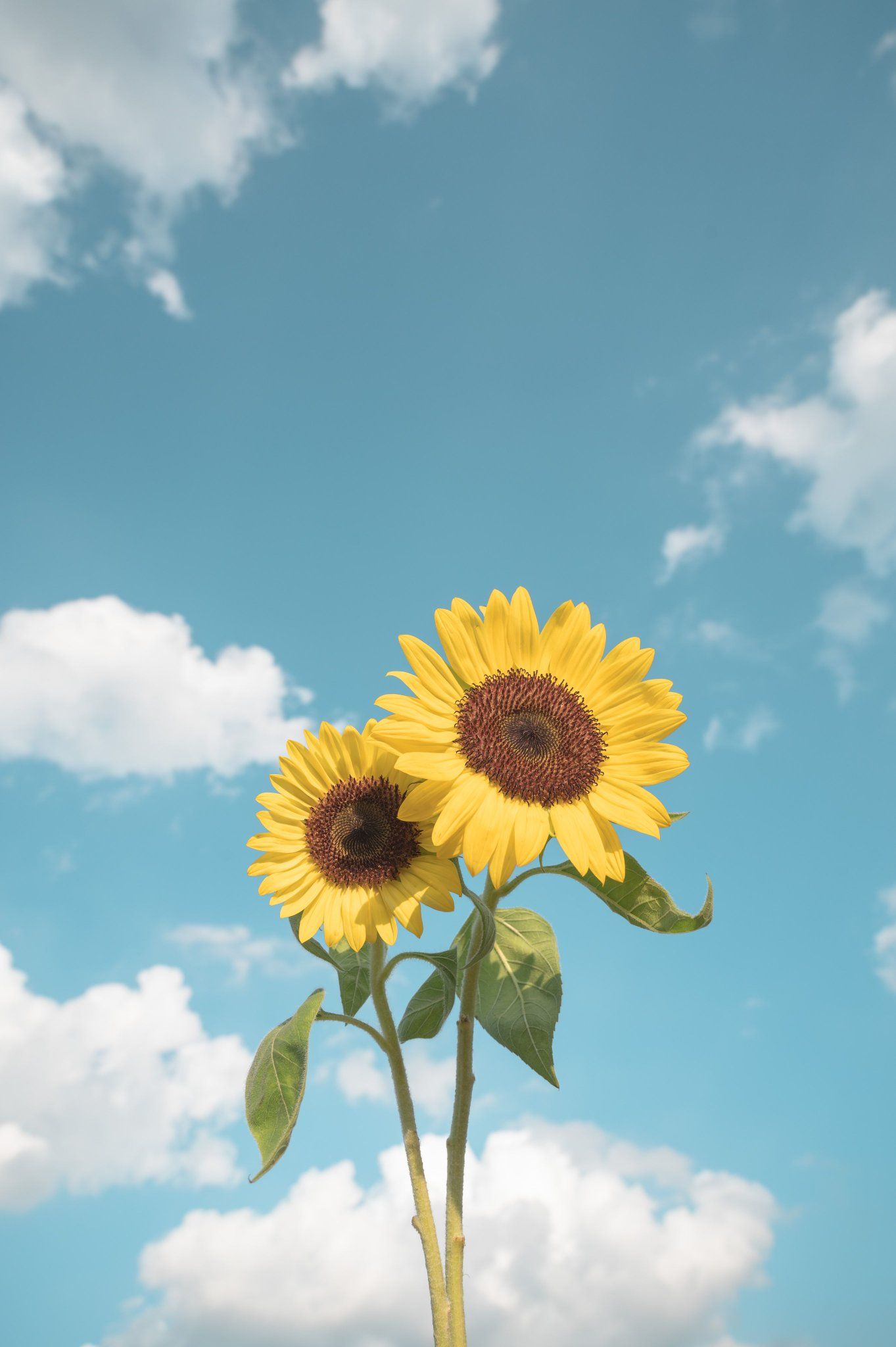 cute wallpapers sunflowers 0055