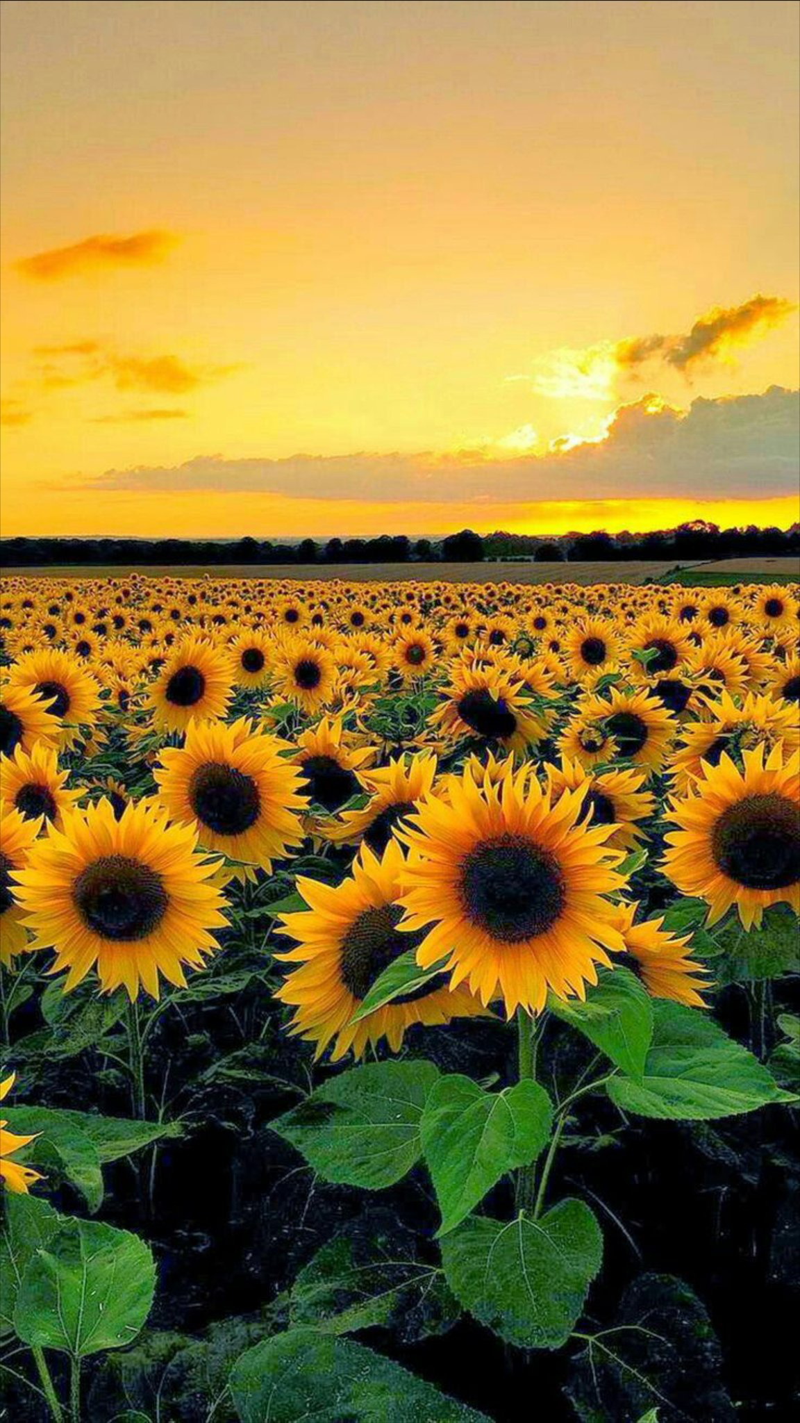 cute wallpapers sunflowers 0056