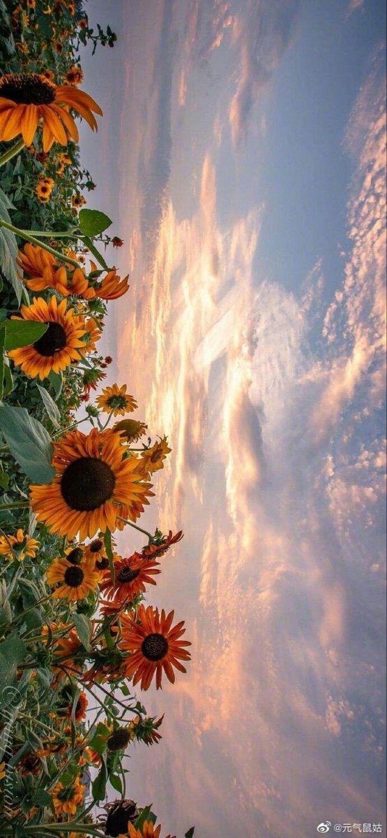 cute wallpapers sunflowers 0060