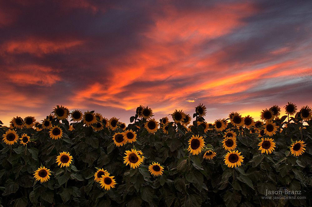 cute wallpapers sunflowers 0070