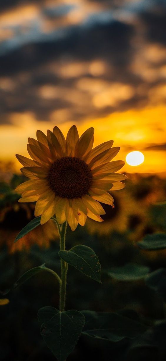 cute wallpapers sunflowers 0071